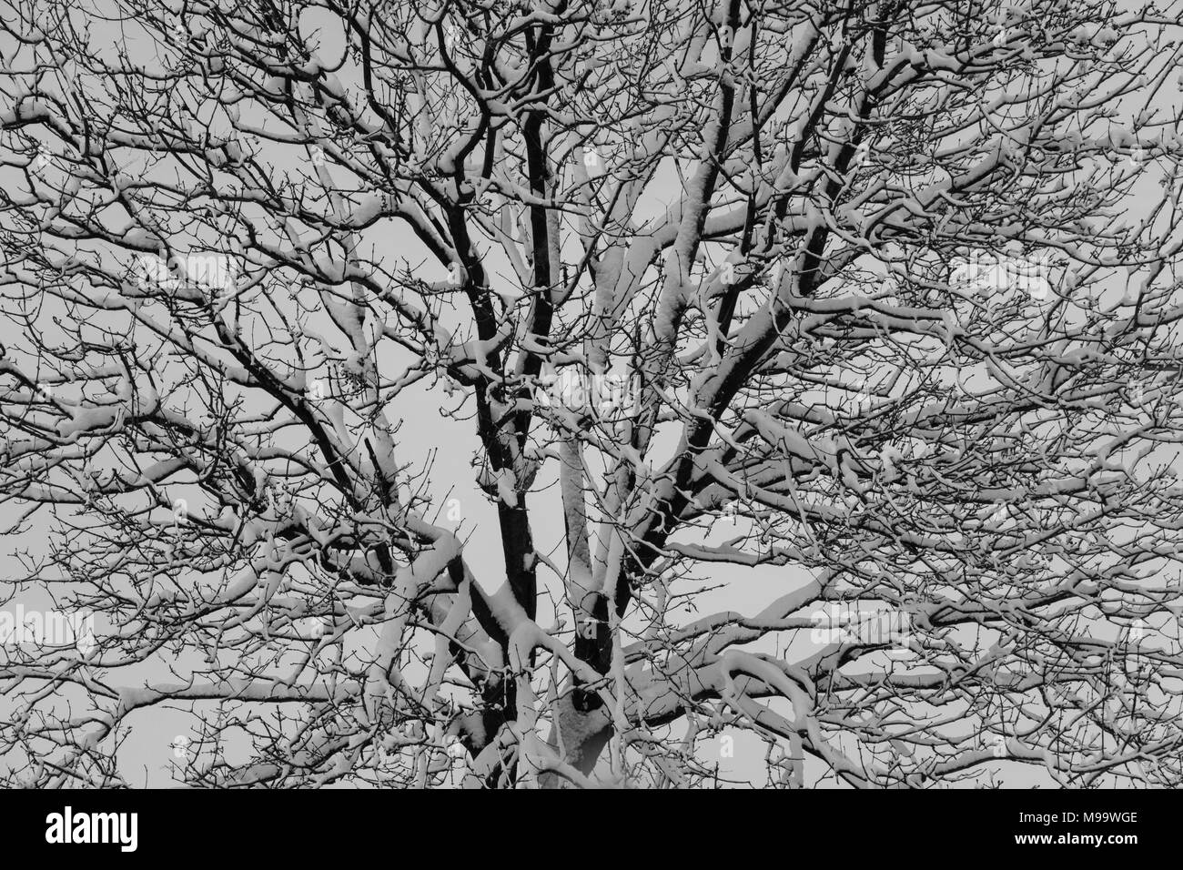 Rami che formano una corona ad albero sotto la neve Foto Stock