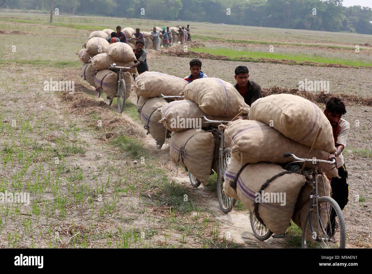 Munshigonj, Bangladesh - Marzo 24, 2018: gli agricoltori del Bangladesh trasportare sacchi di patate sul loro biciclette presso un villaggio in Munshiganj, vicino a Dacca in Bangladesh. Credito: SK Hasan Ali/Alamy Live News Foto Stock