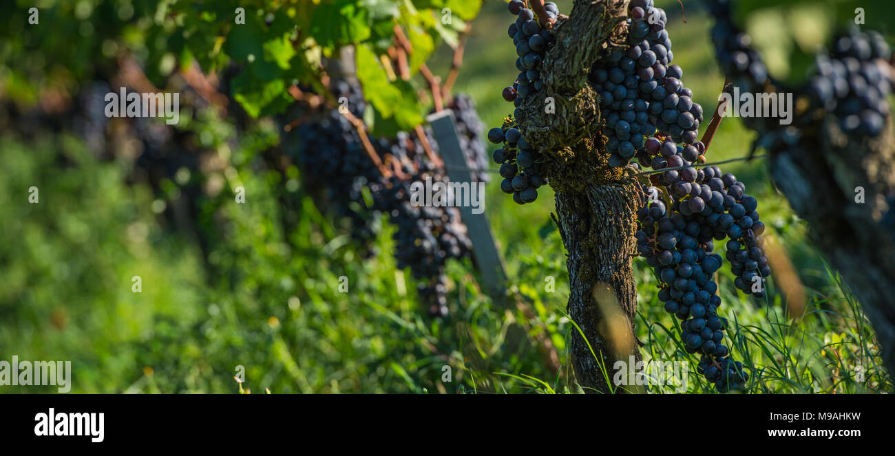 Il classico Bordeaux (uve Merlot) in Saint-Emilion, Bordeaux, Francia Foto Stock