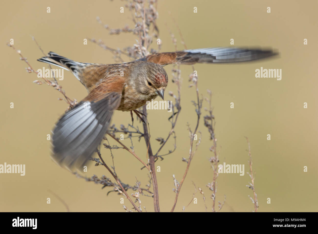 Linnet maschio prende il volo dalla macchia di piccole dimensioni Foto Stock