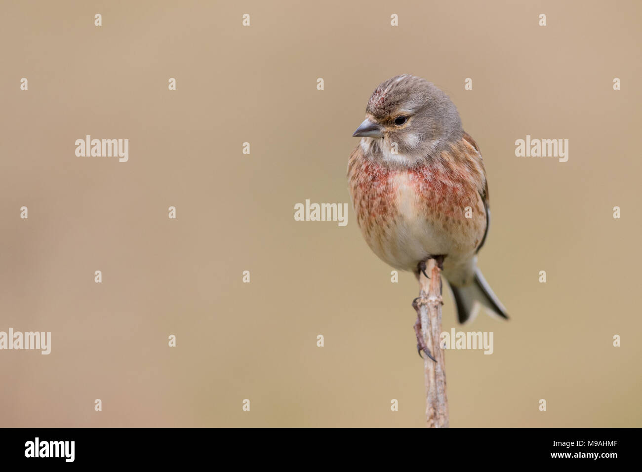 Linnet maschi in allevamento colous appollaiato Foto Stock