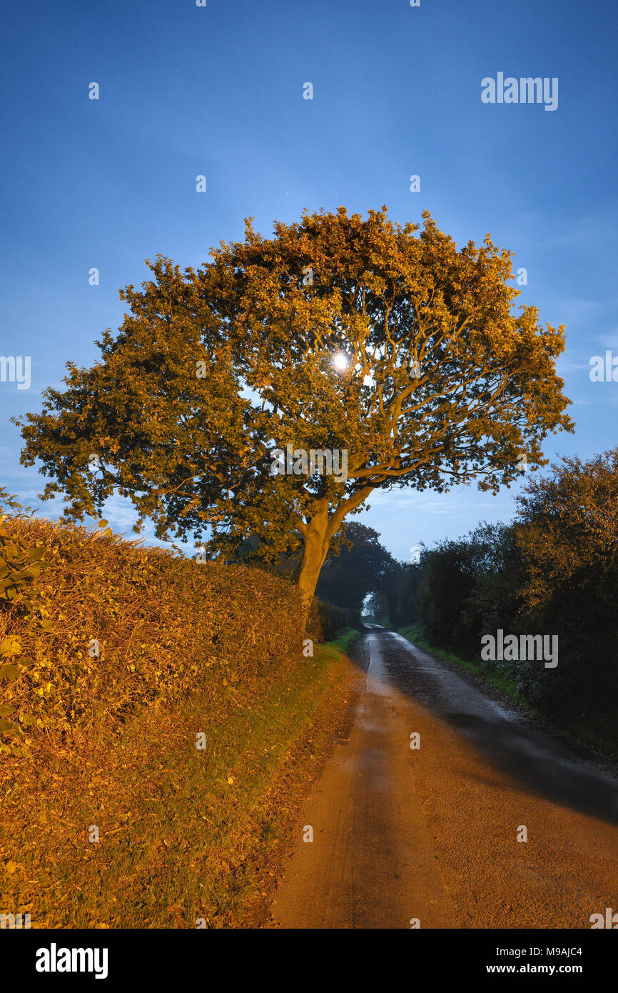 Albero di quercia di notte illuminata da luci di strada e al chiaro di luna Foto Stock