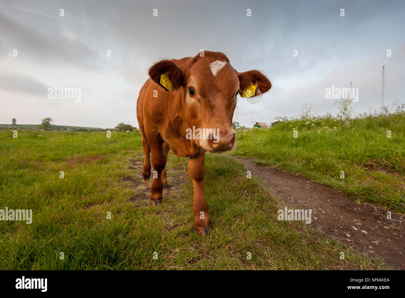 Curioso vitello Highland a osono paludi, Faversham Kent, Regno Unito. Foto Stock