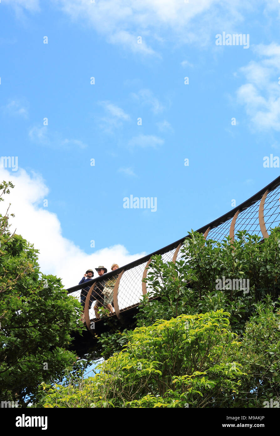 Il centenario albero canopy Walkway, Kirstenbosch National Botanic Gardens, a Cape Town, Sud Africa Foto Stock