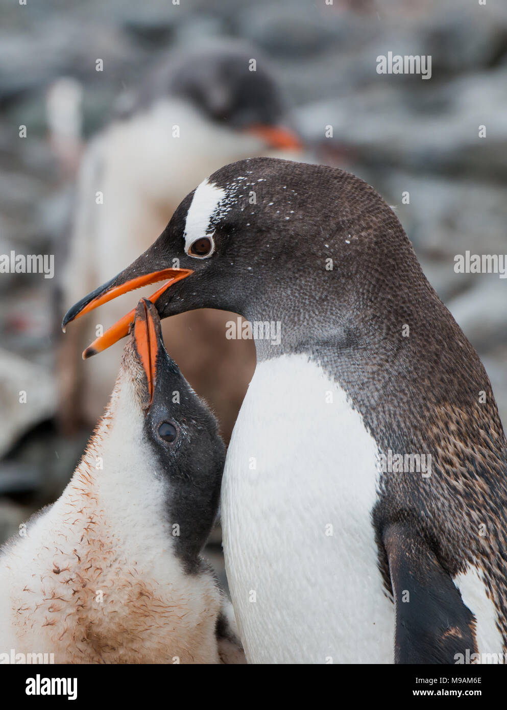 Un pinguino Gentoo genitore pulcino e condividere un momento di gara Foto Stock
