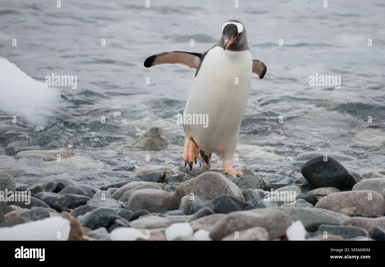 Un pinguino papua (Pygoscelis papua) corre sulla riva in fretta, essendo stata spaventata fuori da una pelliccia sigillo in Antartide Foto Stock