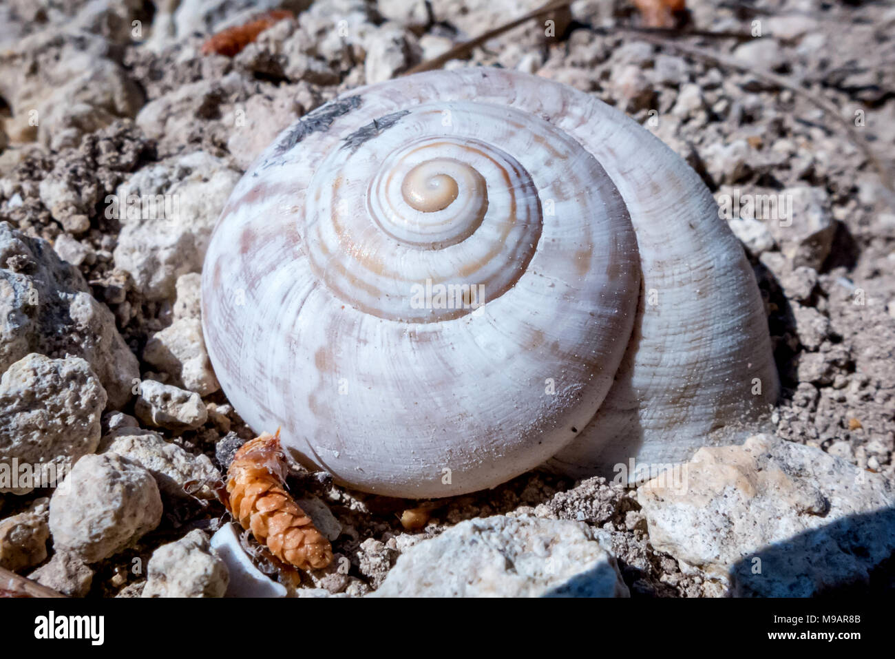 Tiny Shell lumaca in montagna vicino a Alicante, Spagna Foto Stock