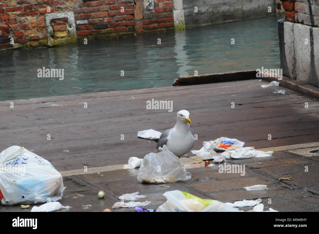 Un gabbiano a Venezia, Italia, raccoglie oltre di plastica sacchi della spazzatura. Foto Stock