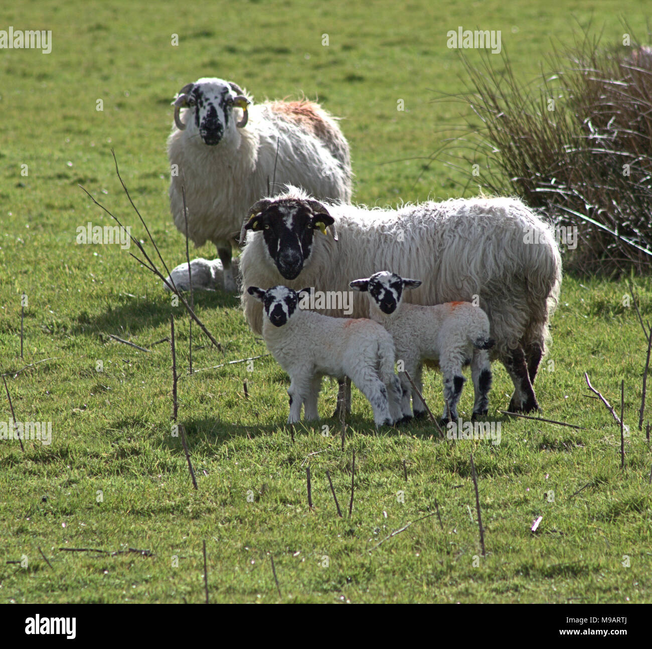 La molla agnelli con le pecore o le pecore sul pendio di una collina in Irlanda Foto Stock