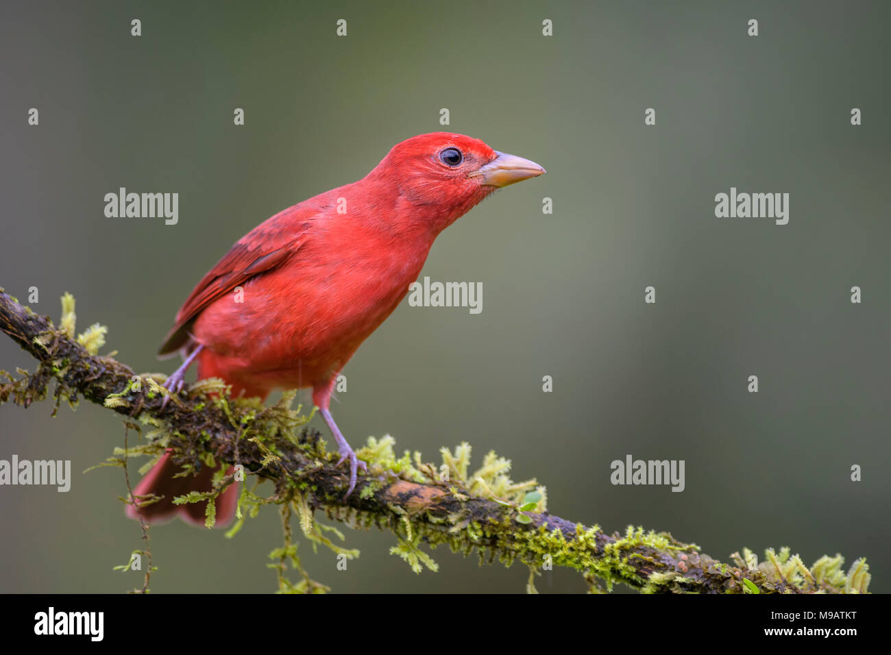 Estate Tanager - Piranga rubra, bella rossa tanager dal Costa Rica foresta. Foto Stock