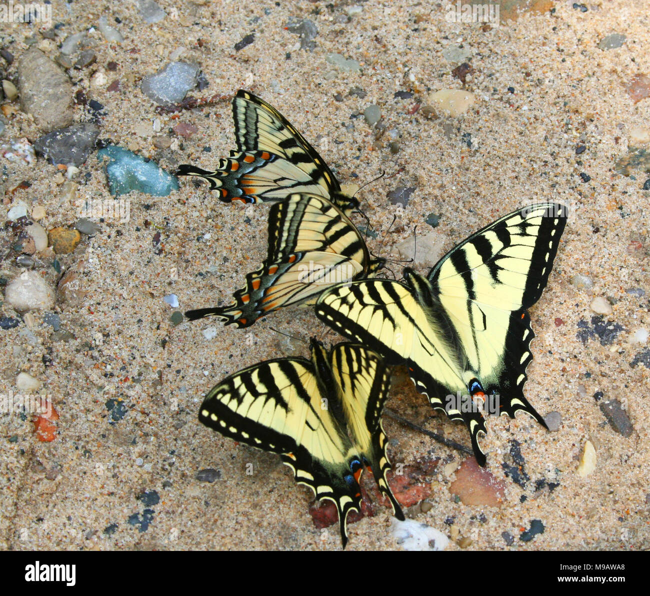 Tiger swallowtails Foto Stock