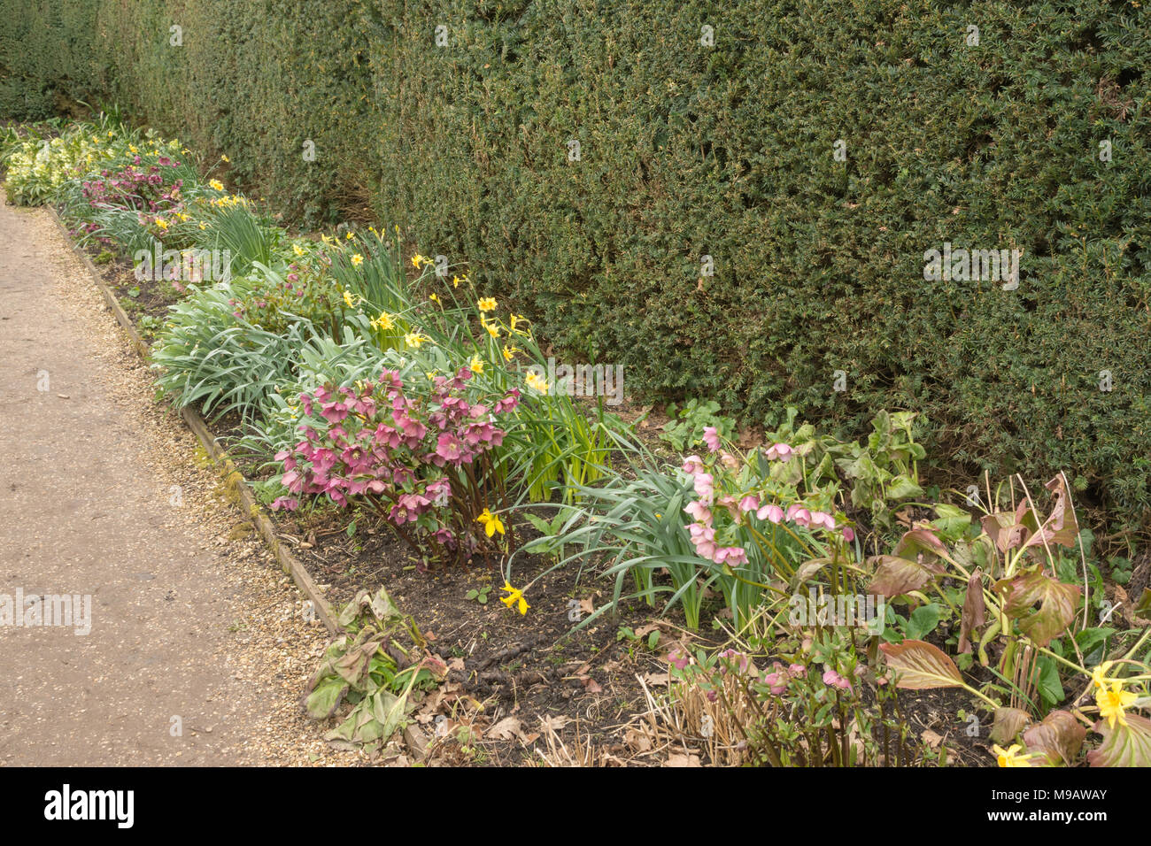 Letto di fiori in un giardino inglese in primavera con la fioritura hellebores e narcisi Foto Stock