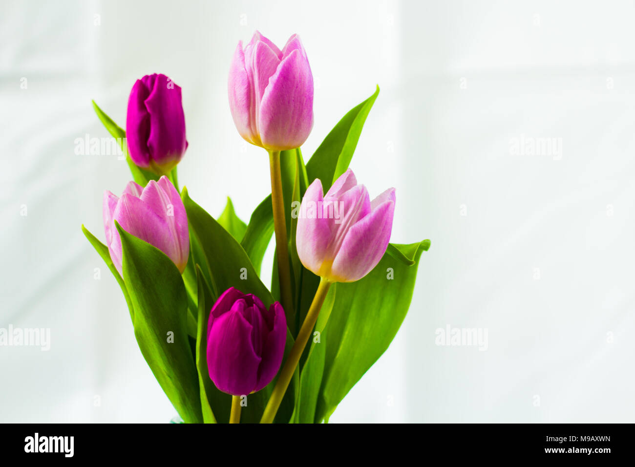 Rosa und rosé tulipani Foto Stock