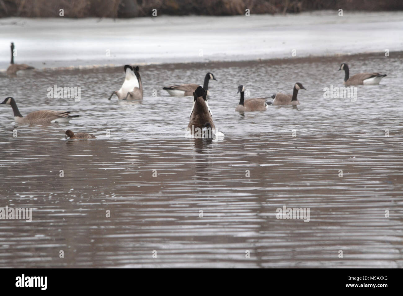 Oche del Canada e maggiore Scaup Foto Stock