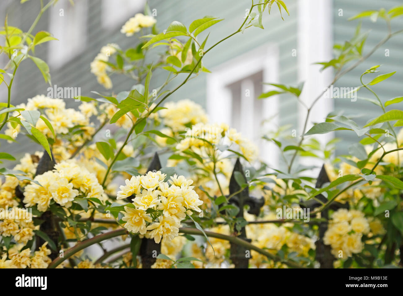 Rosa banksiae Lutea - Banche Lady Rose - Aprile Foto Stock