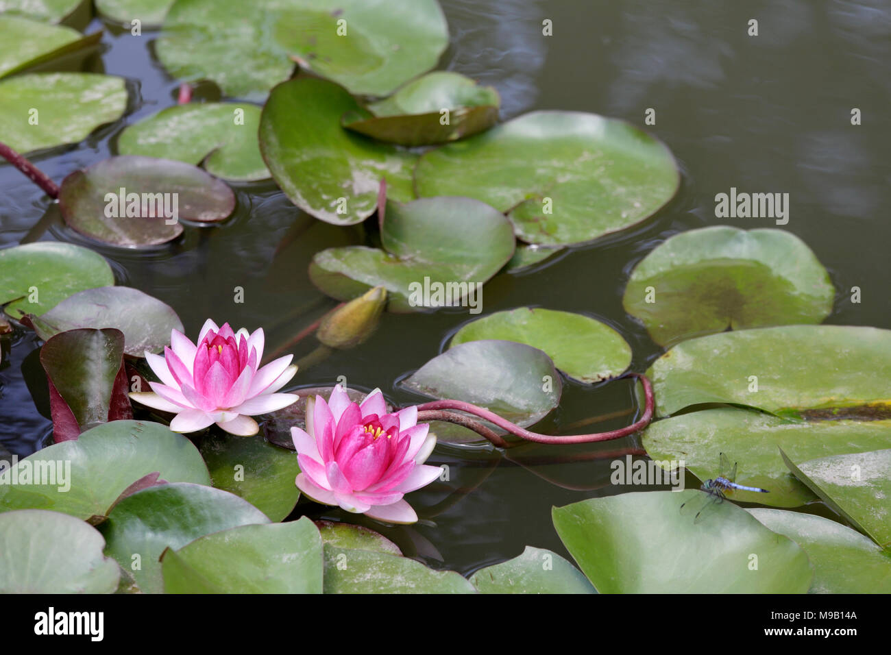 Nymphaea - acqua giglio - agosto Foto Stock