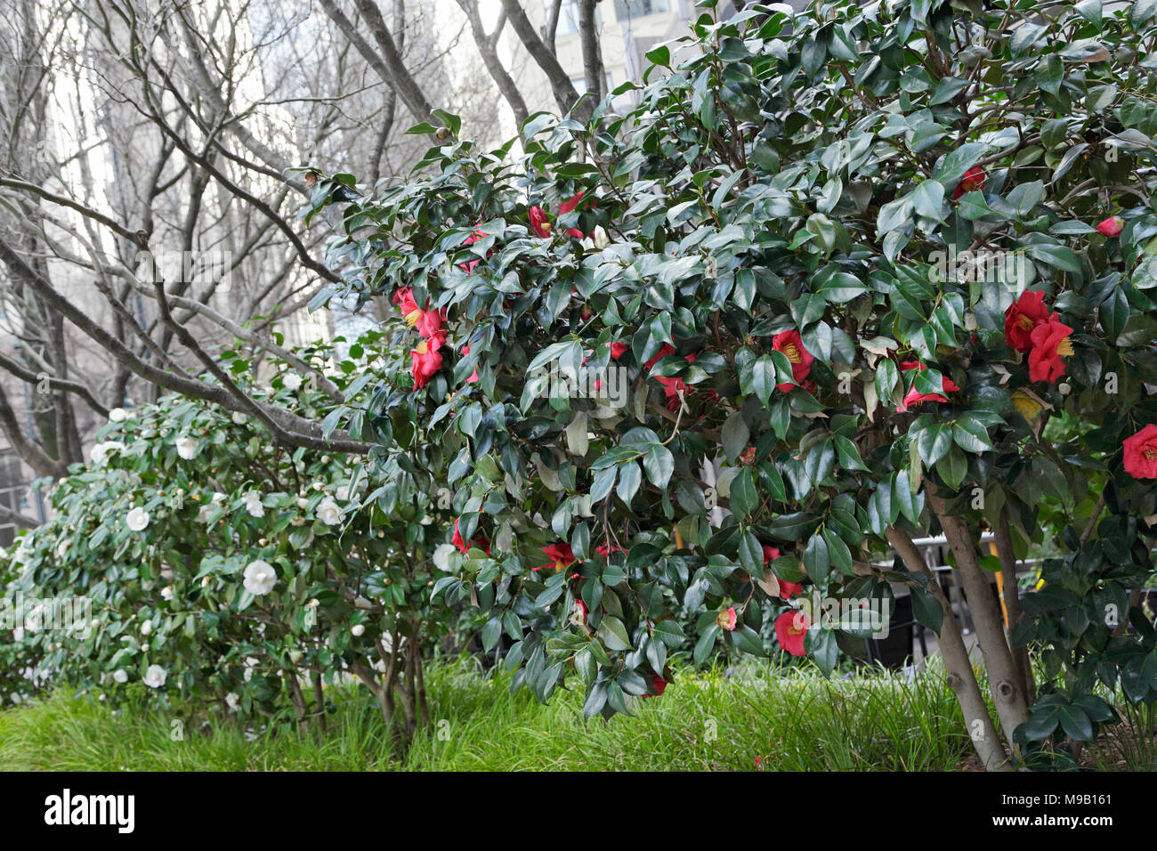 La Japonica Dr J.C. Raulston - Camellia - Febbraio Foto Stock
