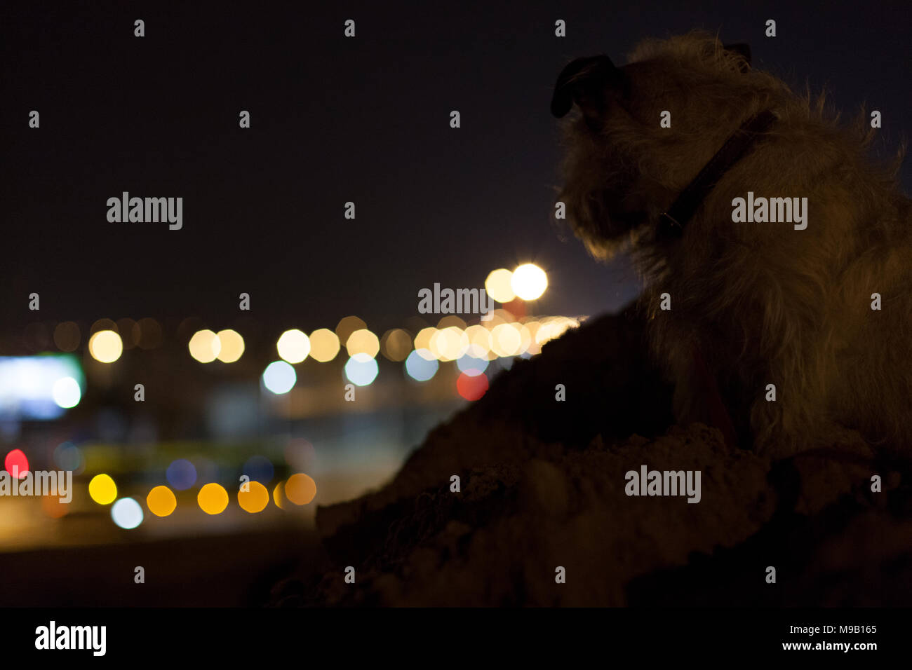 Lost Dog - città di notte i cani. Cane di notte in cerca di una casa Foto Stock