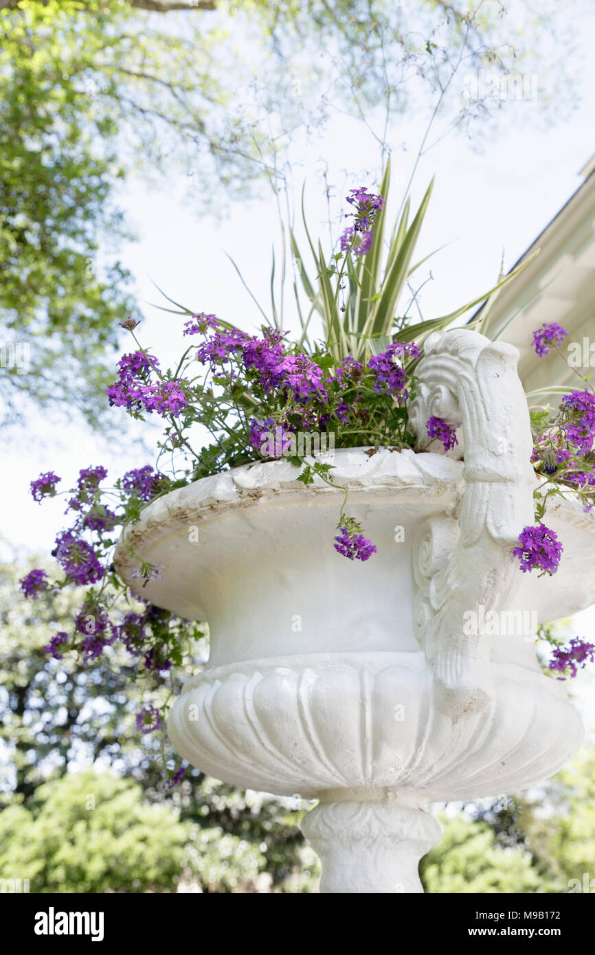 Verbena bonariensis in un raffinato piantatrice Foto Stock