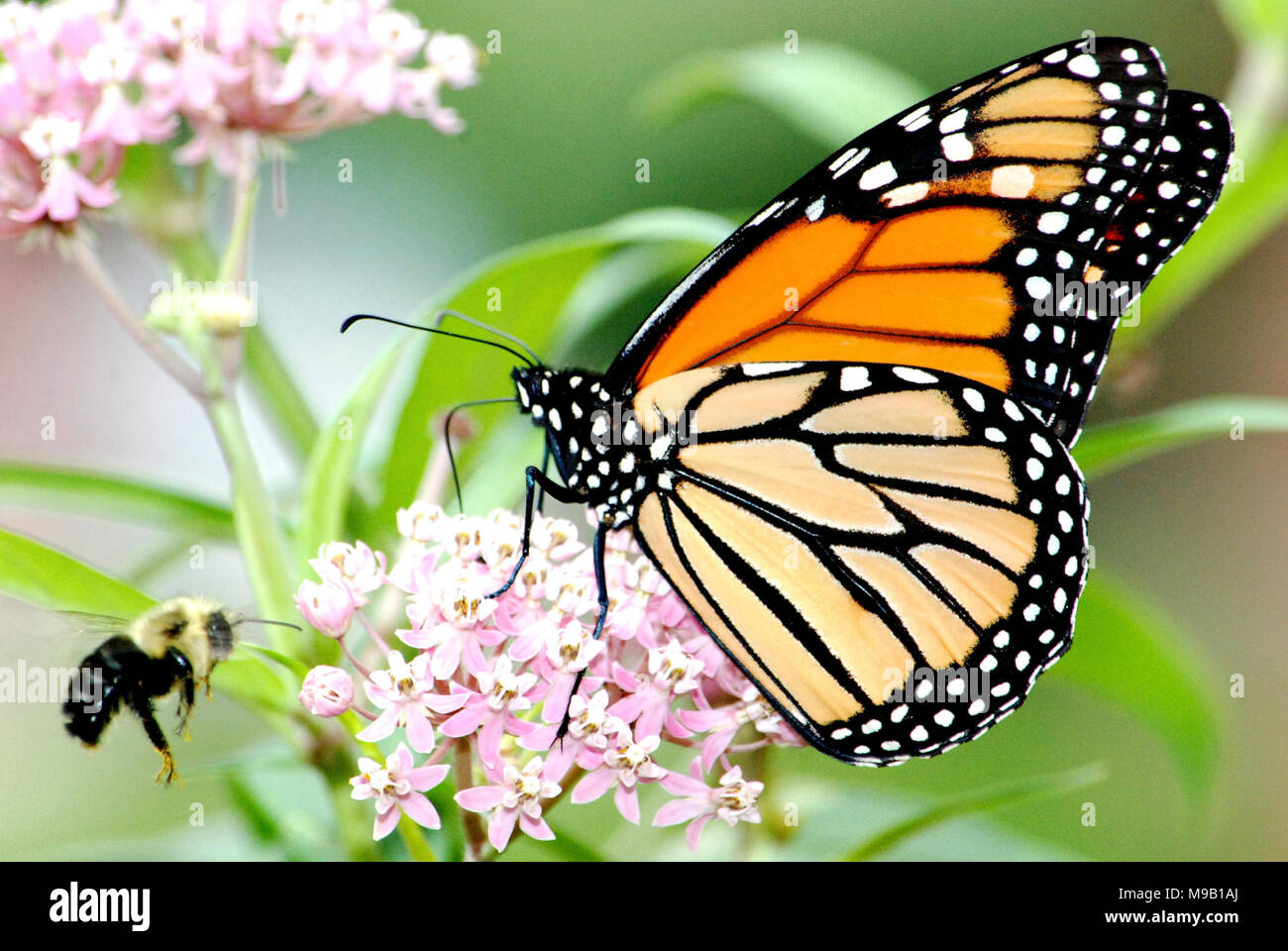 Farfalla monarca e Bumble Bee su Swamp Milkweed Foto Stock