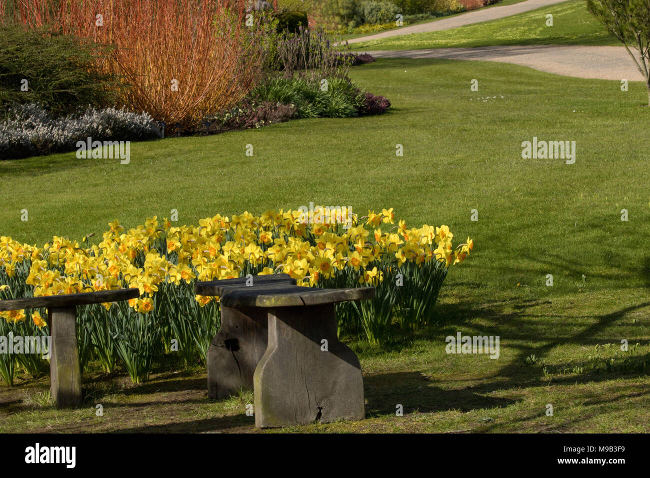 Fiorisce il giallo Daffodil vicino panchine di legno in primavera, RHS Garden, Harlow Carr, Harrogate, North Yorkshire, Inghilterra. Foto Stock