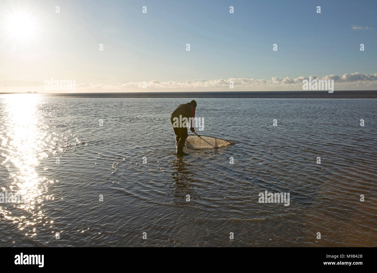 Un ricreative pescatore di gamberetti nella baia di Morecambe situata a bassa marea cercando il famoso brown gamberetti della specie Crangon crangon, utilizzando una casa fatto spingere net. Moreca Foto Stock