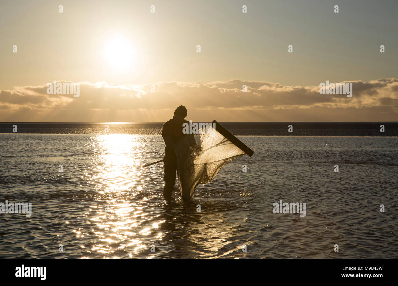 Un ricreative pescatore di gamberetti nella baia di Morecambe situata a bassa marea cercando il famoso brown gamberetti della specie Crangon crangon, utilizzando una casa fatto spingere net. Moreca Foto Stock