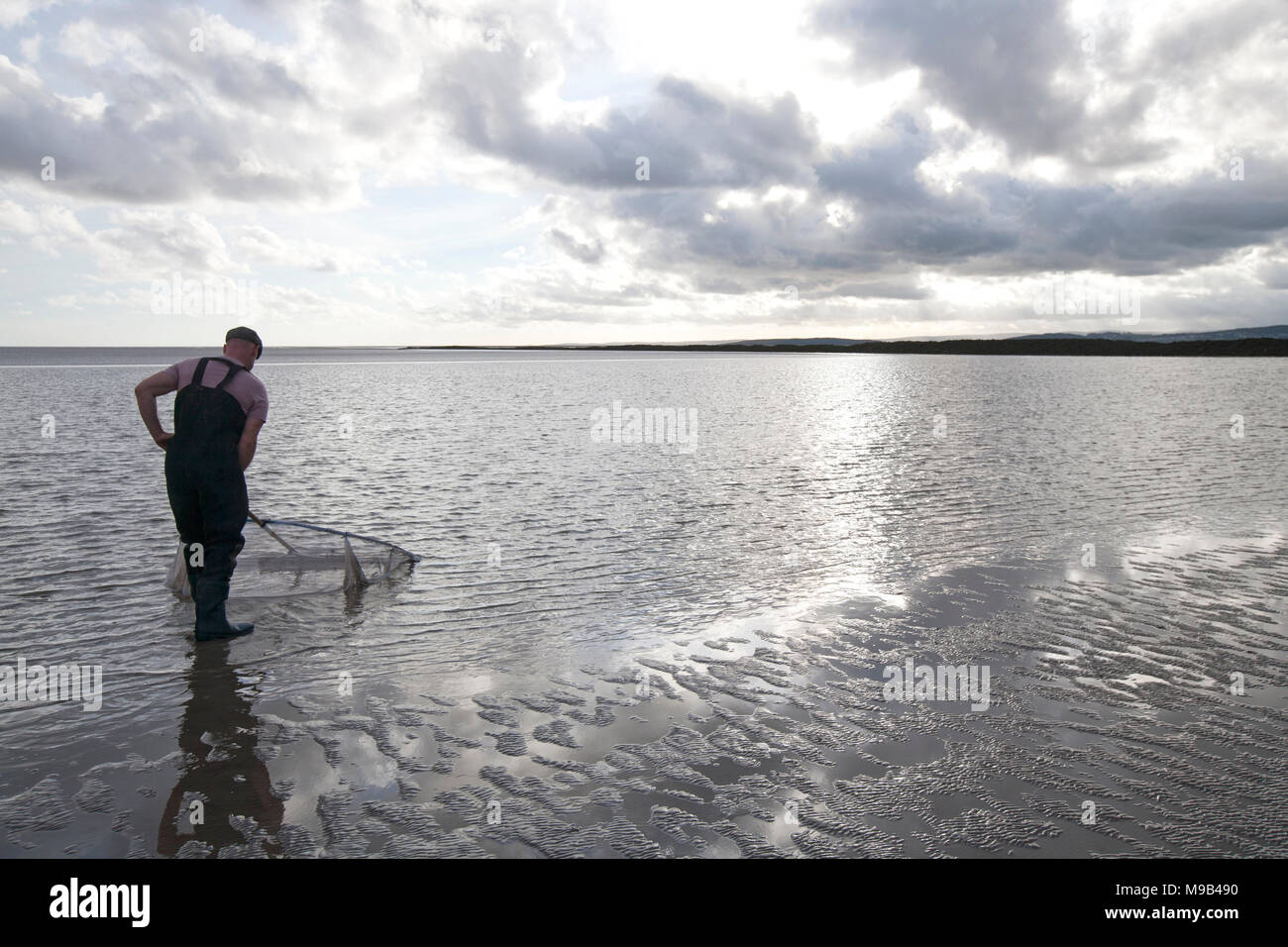 Un ricreative pescatore di gamberetti nella baia di Morecambe situata a bassa marea cercando il famoso brown gamberetti della specie Crangon crangon, utilizzando una casa fatto spingere net. Moreca Foto Stock