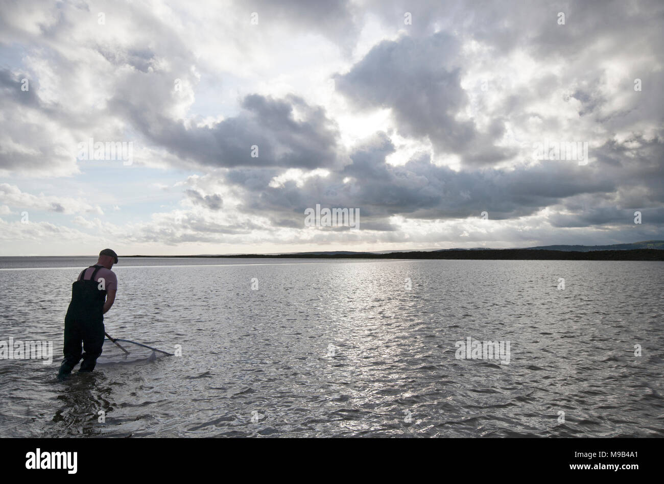 Un ricreative pescatore di gamberetti nella baia di Morecambe situata a bassa marea cercando il famoso brown gamberetti della specie Crangon crangon, utilizzando una casa fatto spingere net. Moreca Foto Stock