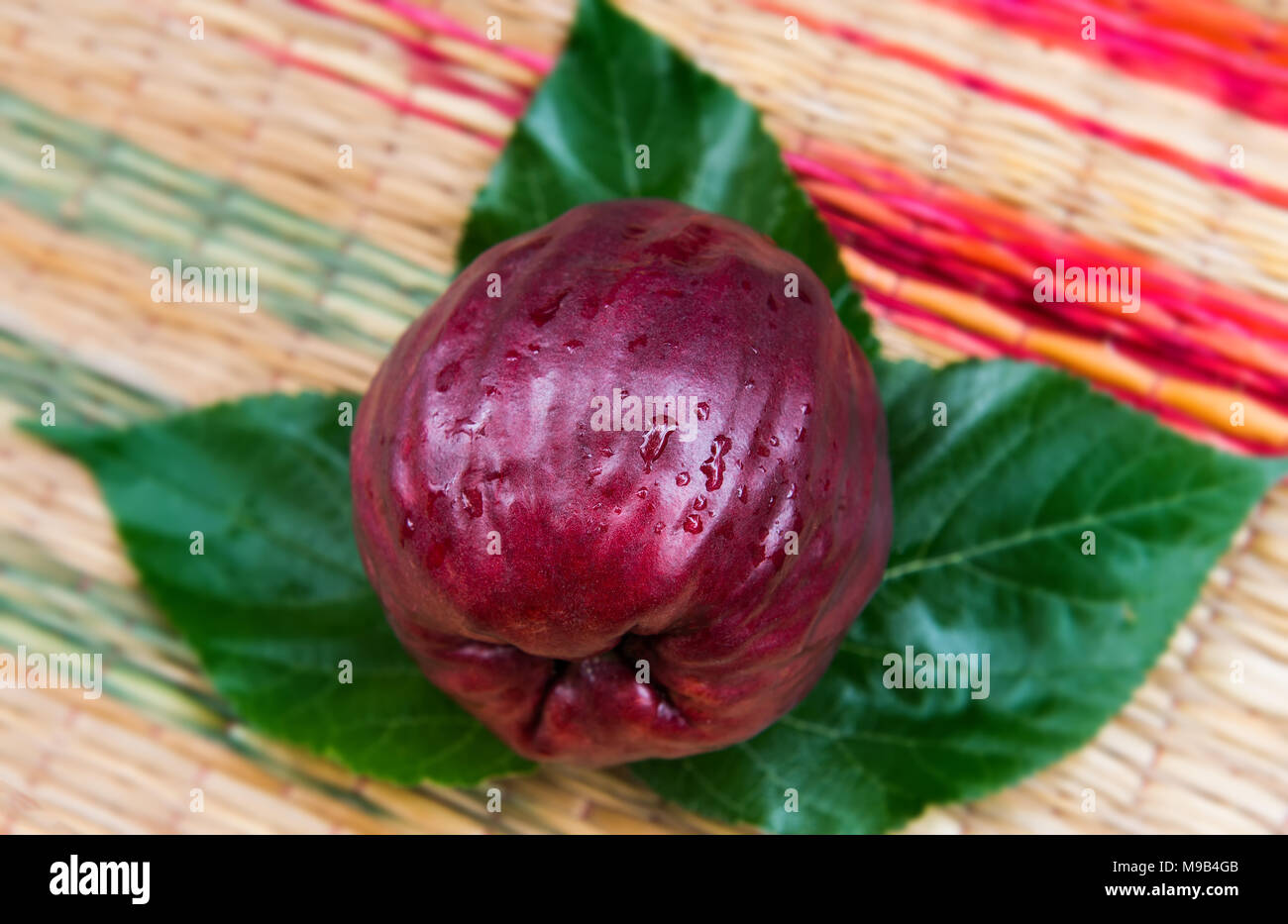 Apple Malay raccolte da agricoltura agriturismo con acqua fresca sul rosso scuro di colore viola la pelle. Foto Stock