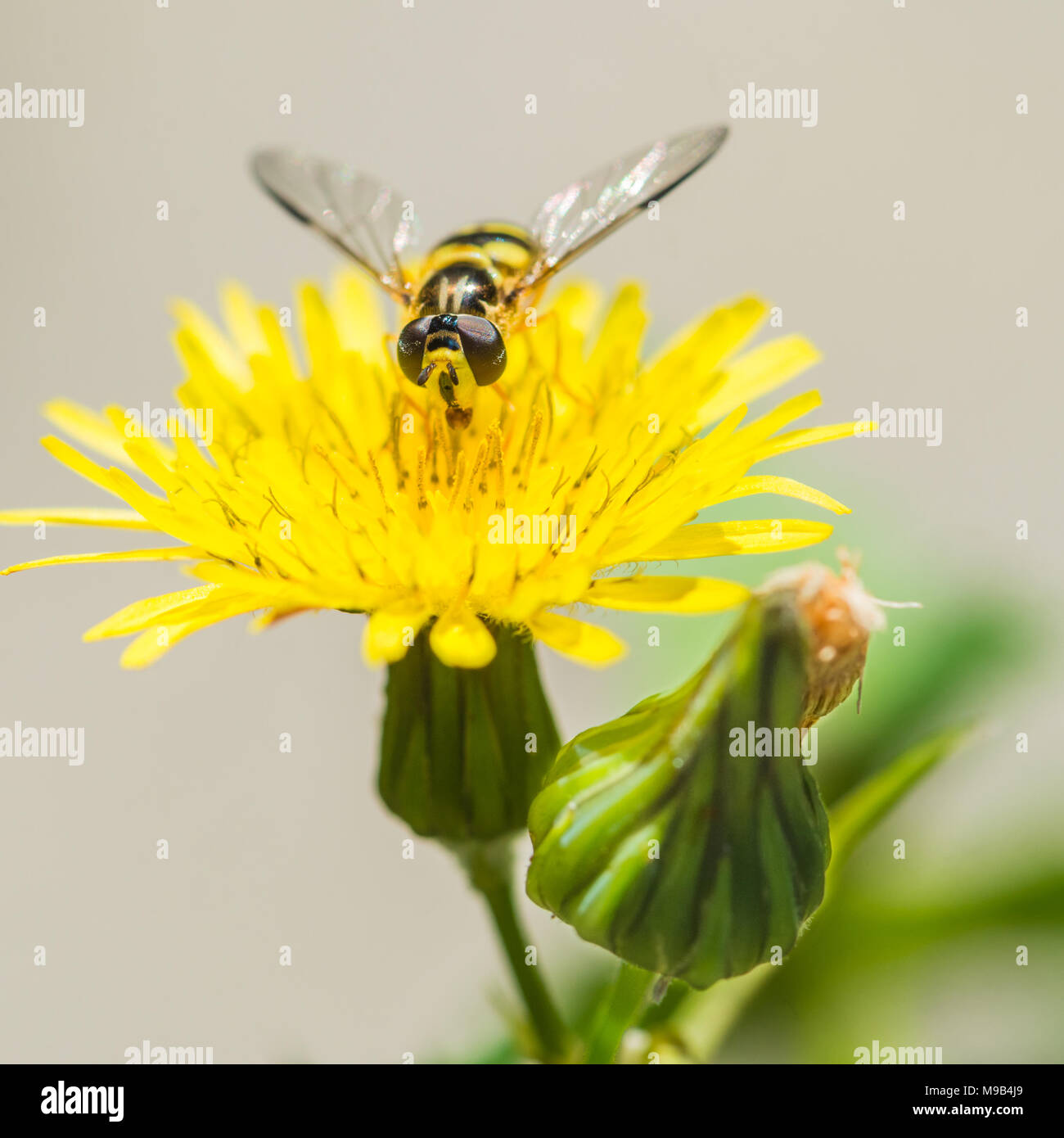 Una macro shot di hoverfly seduto su un erbaccia giallo. Foto Stock