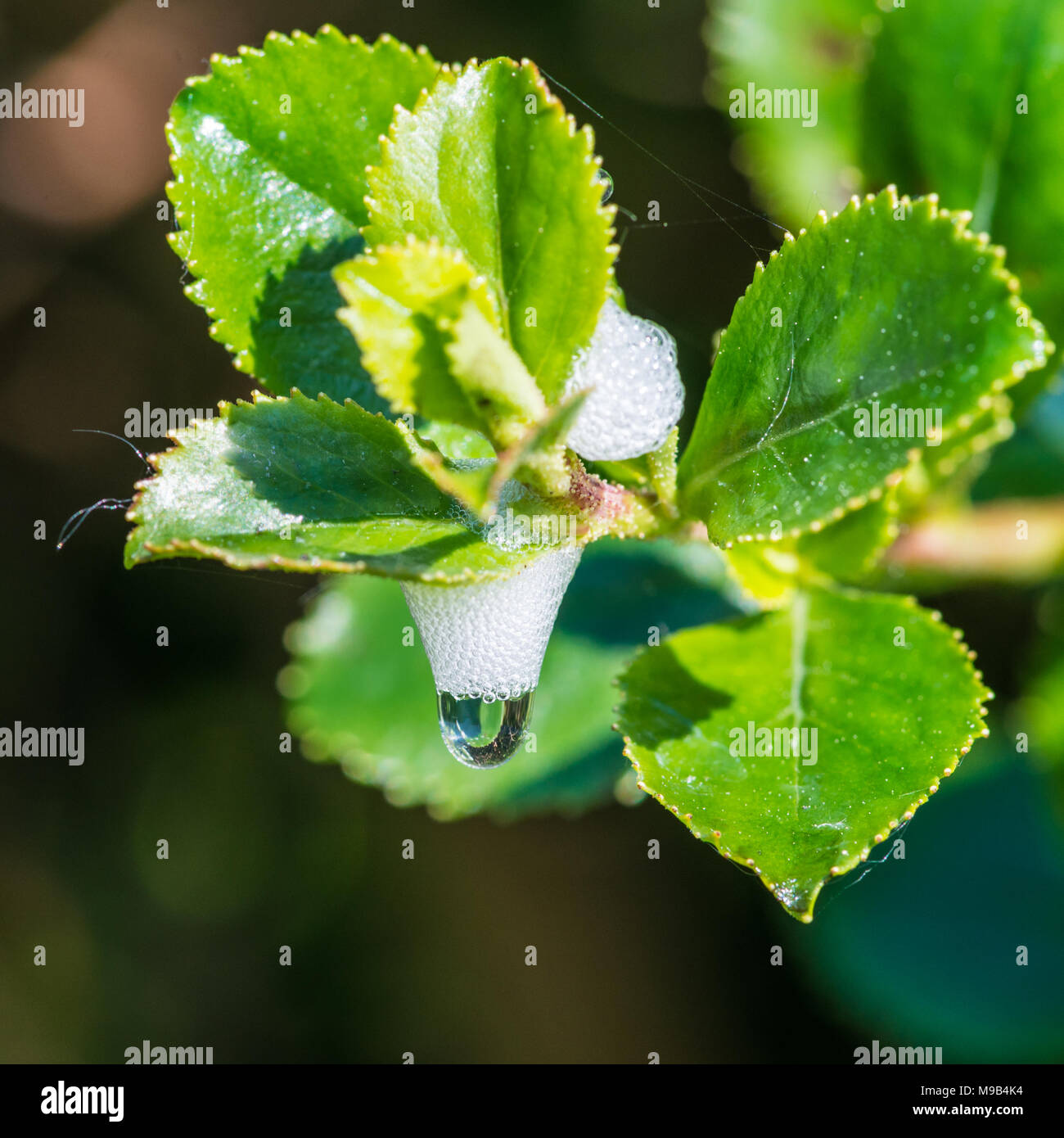 Una macro shot di schiuma bianca come sostanza creata dalla ninfa di un insetto froghopper. Foto Stock
