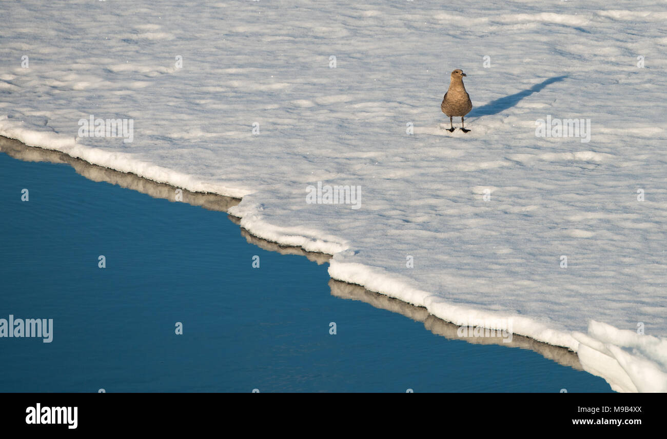 Un polare meridionale Skua (Stercorarius maccormicki) getta una lunga ombra sul ghiaccio in questo tardo pomeriggio immagine in Antartide Foto Stock