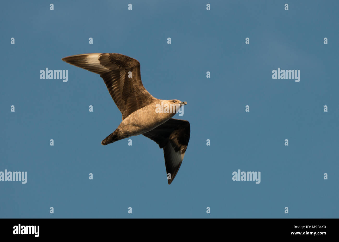 Un polare meridionale Skua (Stercorarius maccormicki) vola sopra l'Antartide, isolata contro un profondo cielo blu Foto Stock