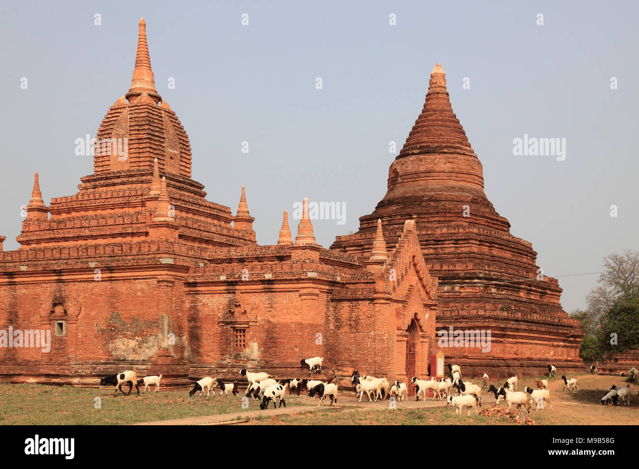 Myanmar Birmania, Bagan, templi, armento di capra, Foto Stock