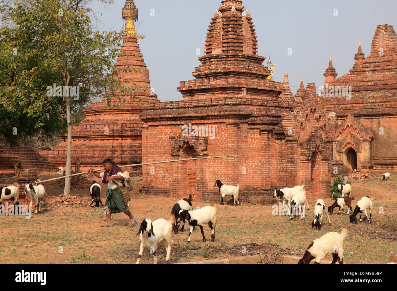 Myanmar Birmania, Bagan, templi, armento di capra, Foto Stock