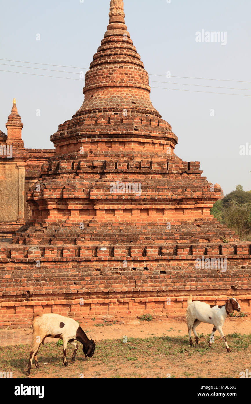Myanmar Birmania, Bagan, tempio, capre, Foto Stock