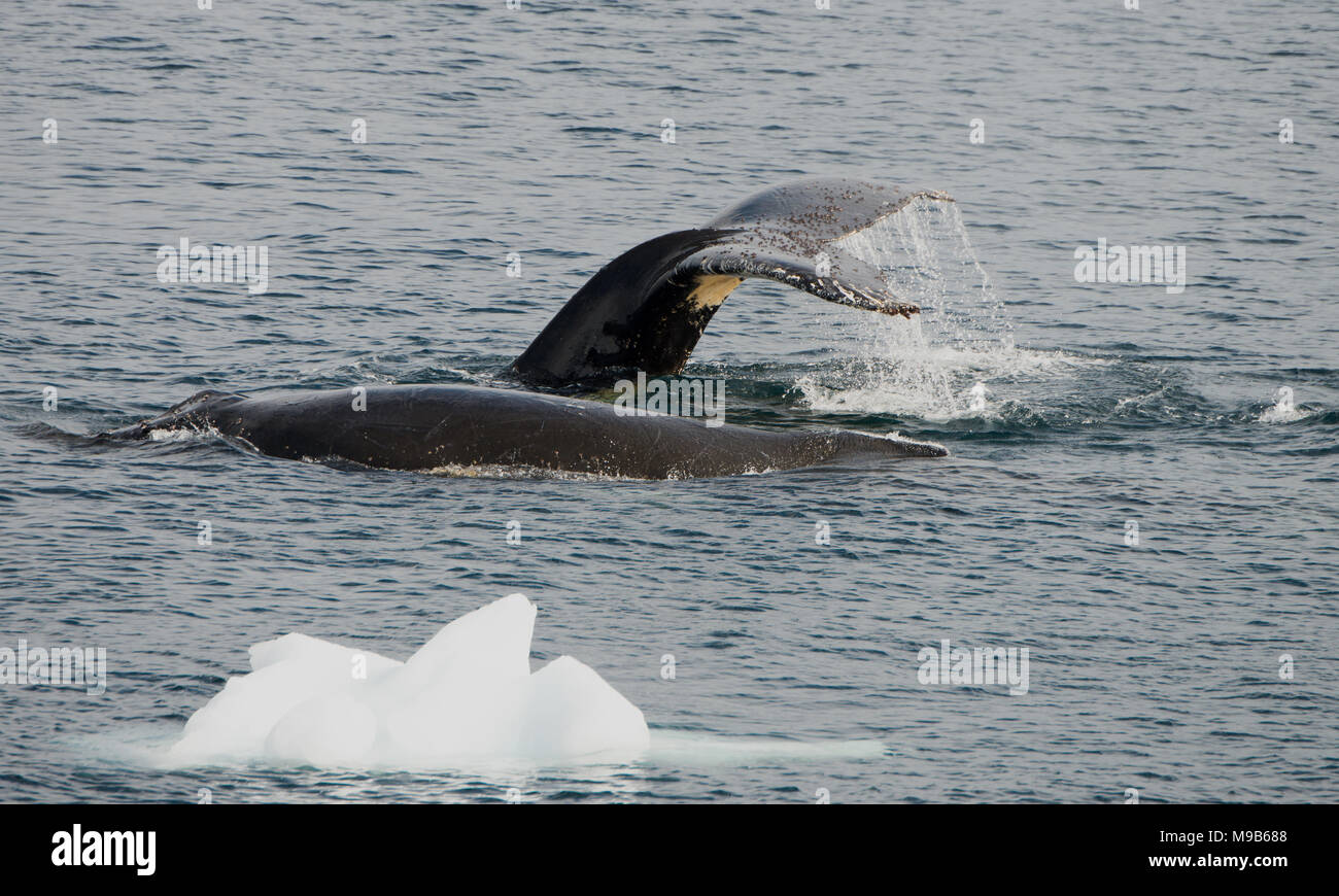 Una coppia di balene megattere (Megaptera novaeangliae) nell'Oceano del Sud off Antartide Foto Stock