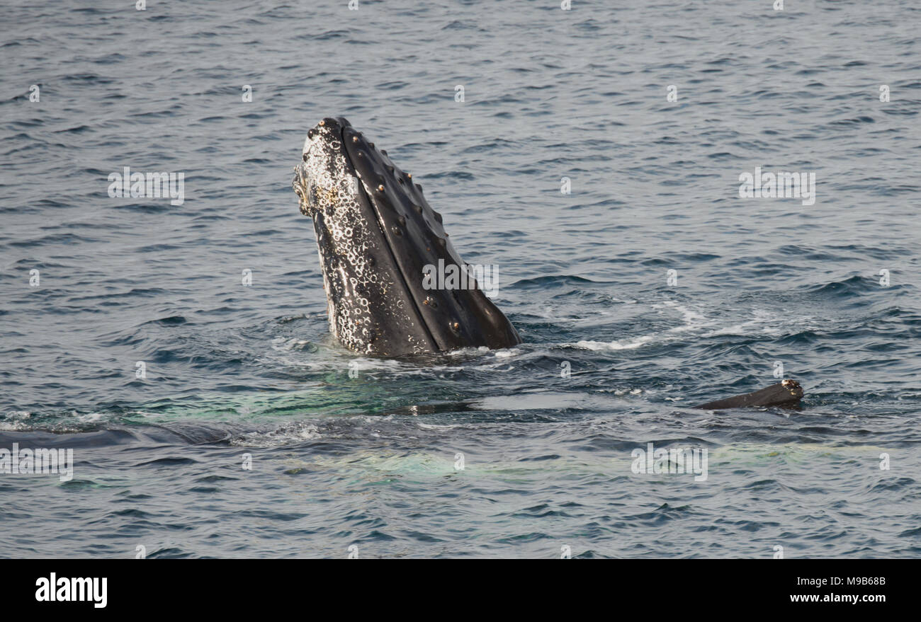 Una coppia di balene megattere riprodotto nell'Oceano del Sud off Antartide Foto Stock