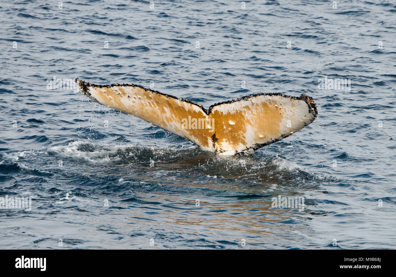 Un Humpback Whale immersioni sotto le onde dell'Oceano Meridionale off Antartide Foto Stock