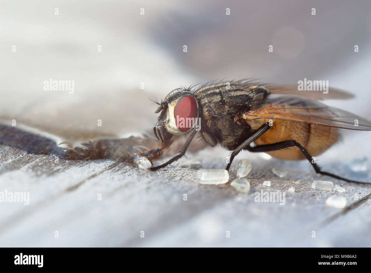 Un maschio di mosca di casa sorge su di un tavolo di legno succhiare da fuoriuscite di cristalli di zucchero che da una goccia di acqua Foto Stock