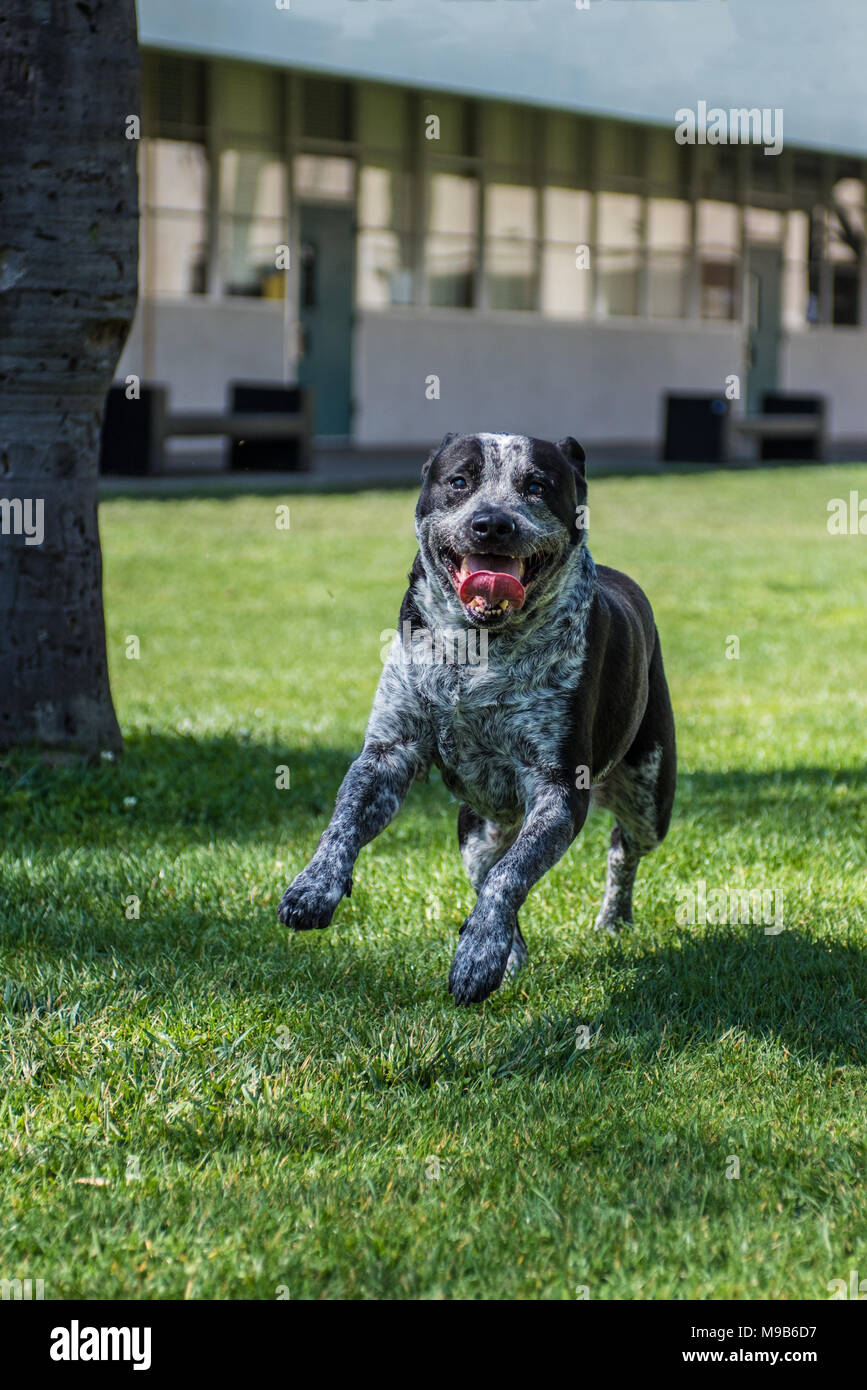 Desiderosi di razza cane che saltava e sorridente sul campus. Foto Stock