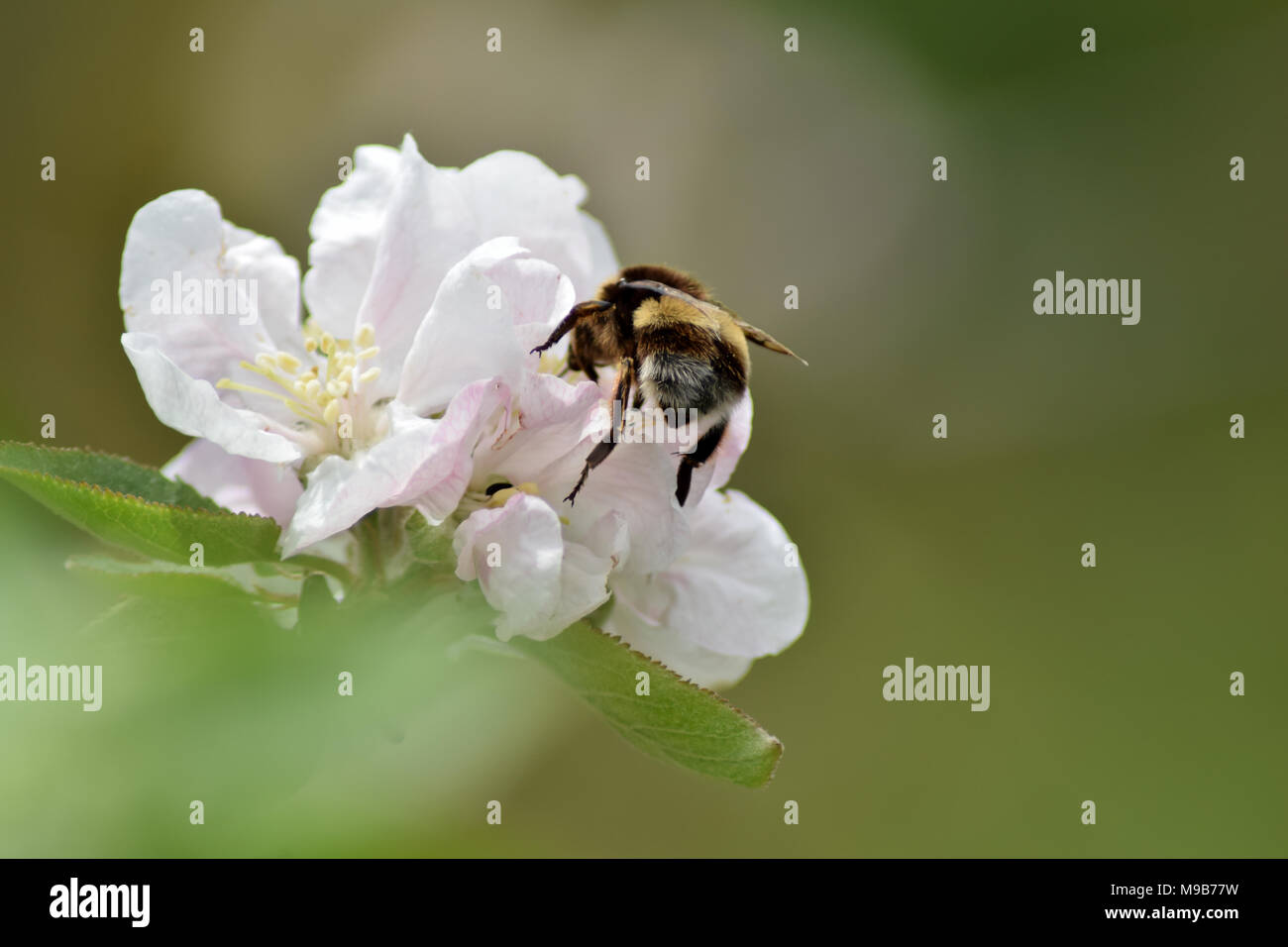 Bee processo di impollinazione Foto Stock