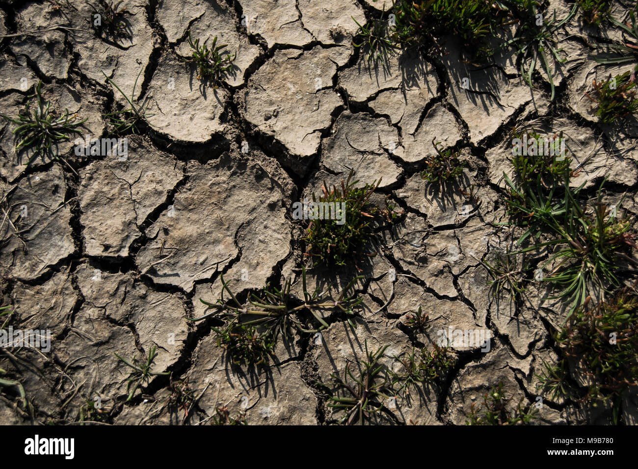 Il terreno asciutto. Terreni poveri. La desertificazione. Non fertil. Foto Stock