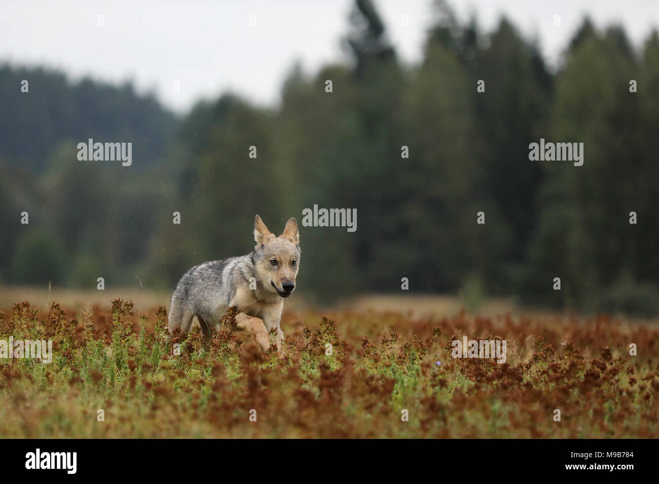 Esecuzione di cucciolo di lupo eurasiatico in autunno prato - Canis lupus Foto Stock