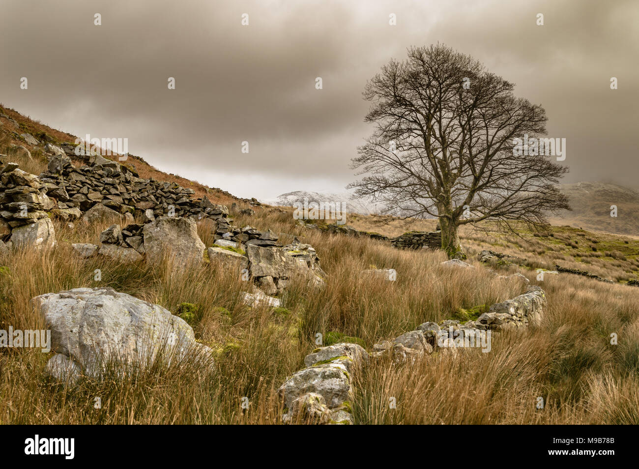 Lone Tree a Llyn Y Dywarchen nel Parco Nazionale di Snowdonia. Un presagio Mount Snowdon è in distanza. Foto Stock