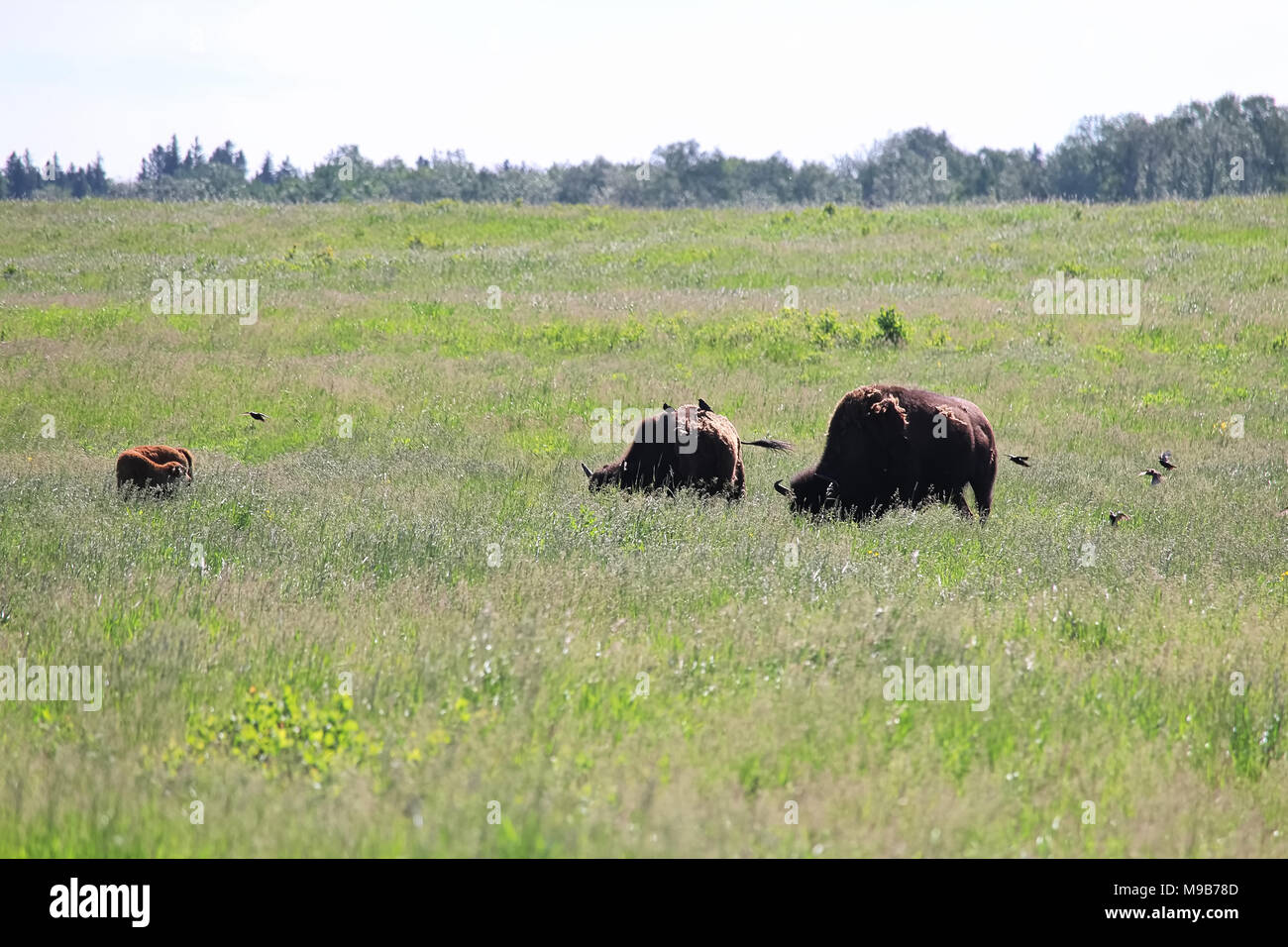 Un erba di pascolo di buffalo come uccelli terra sulle loro spalle Foto Stock Un erba di pascolo di buffalo come uccelli terra sulle loro spalle Foto Stock