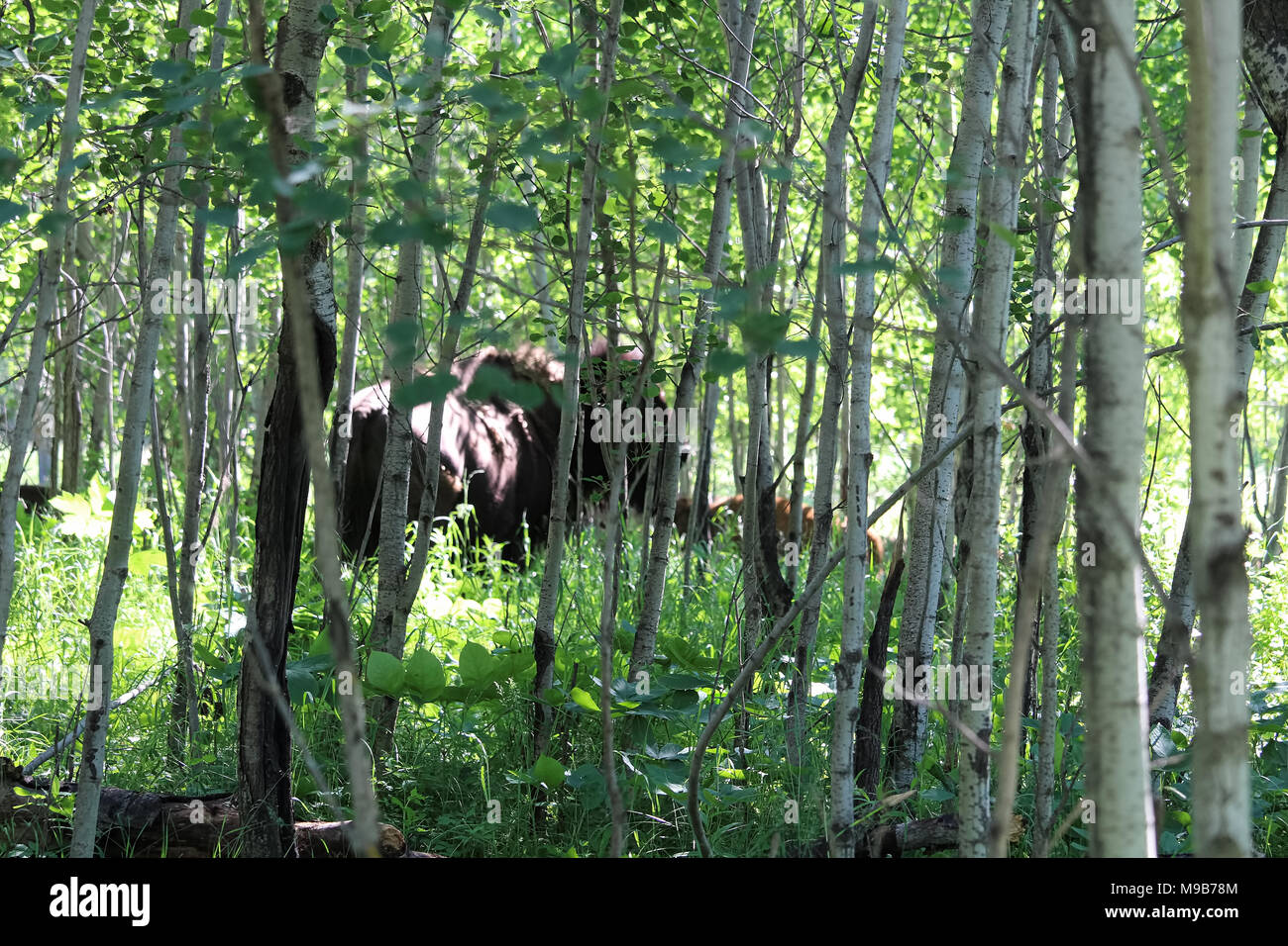 Un bufalo sfocata e vitello visto attraverso gli alberi della foresta Foto Stock Un bufalo sfocata e vitello visto attraverso gli alberi della foresta Foto Stock