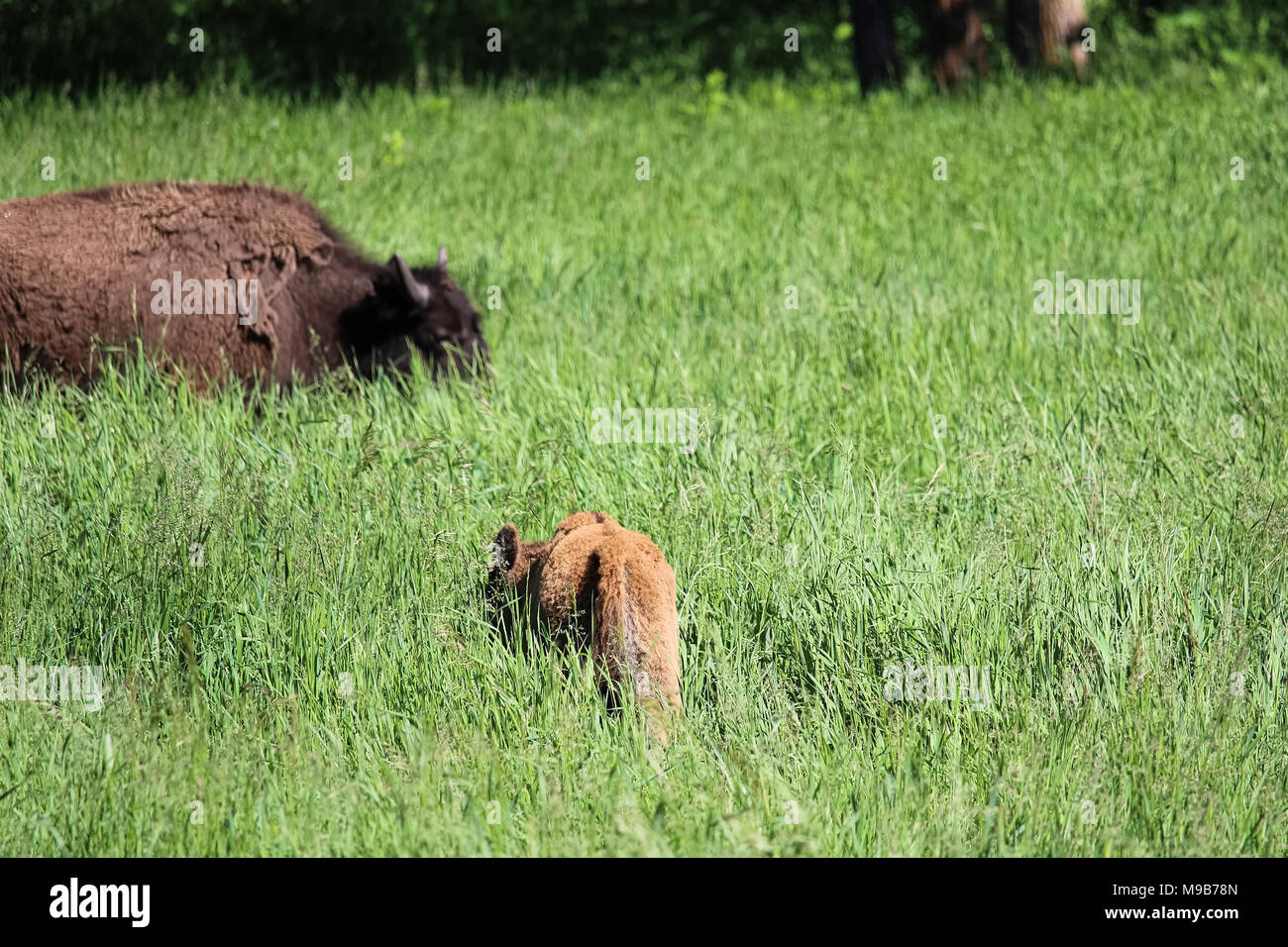 Un giovane vitello di bufalo lambisce in erba alta Foto Stock Un giovane vitello di bufalo lambisce in erba alta Foto Stock
