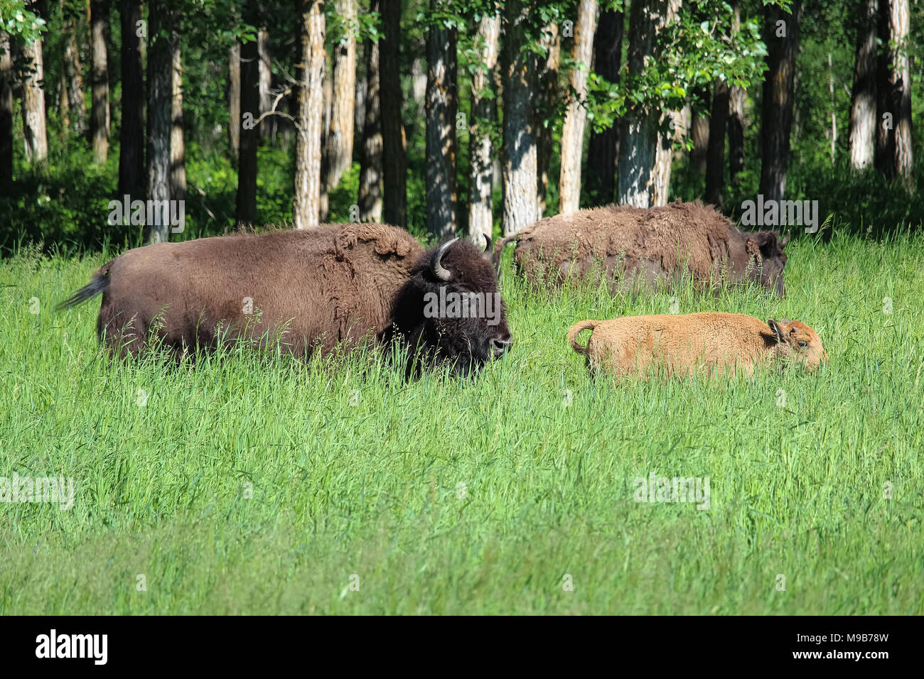 Una bufala e vitello giovane a piedi attraverso erba alta Foto Stock Una bufala e vitello giovane a piedi attraverso erba alta Foto Stock